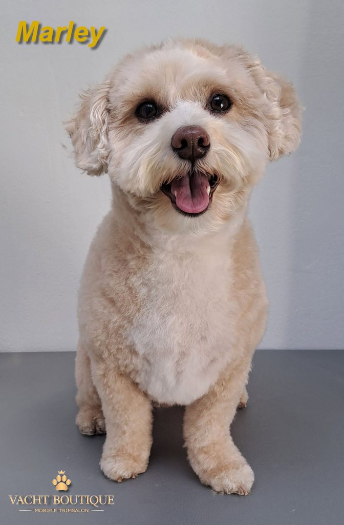 Maltipoo trimmen